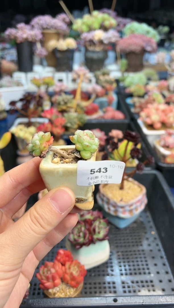 【闪购商品】543不带盆