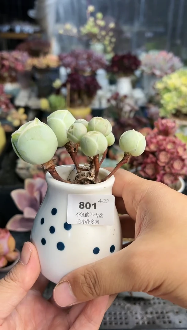【闪购商品】801不带盆