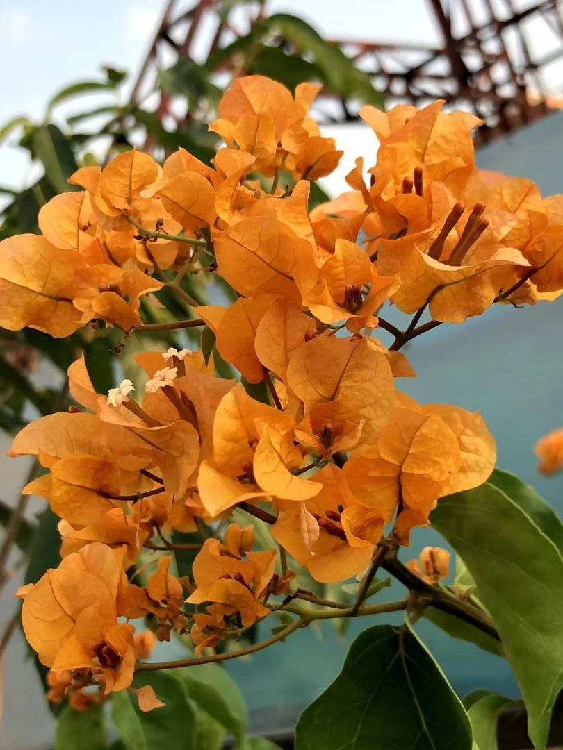 【加州黄金】可飘枝垂钓爬藤懒人新手小白好养易开花