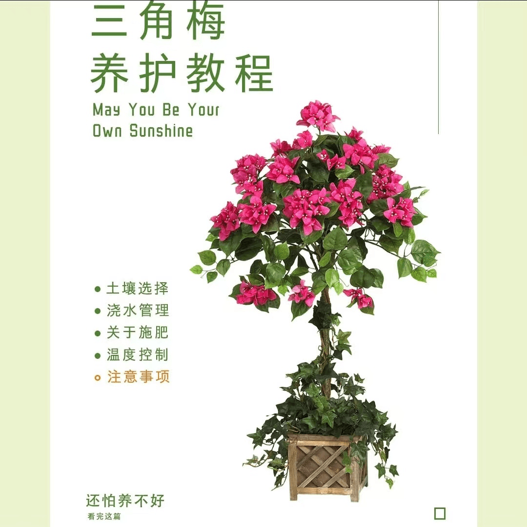 直播链接（三角梅一物一拍）可飘枝垂钓爬藤懒人新手小白好养易开花
