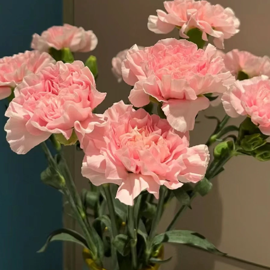 【粉钻】单头康乃馨粉色一件包邮鲜花云南基地直发顺丰冷链鲜切花