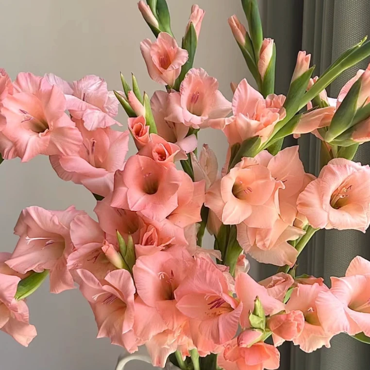 【粉色】剑兰鲜切花束一件包邮云南鲜花基地直顺丰冷链养护醒花