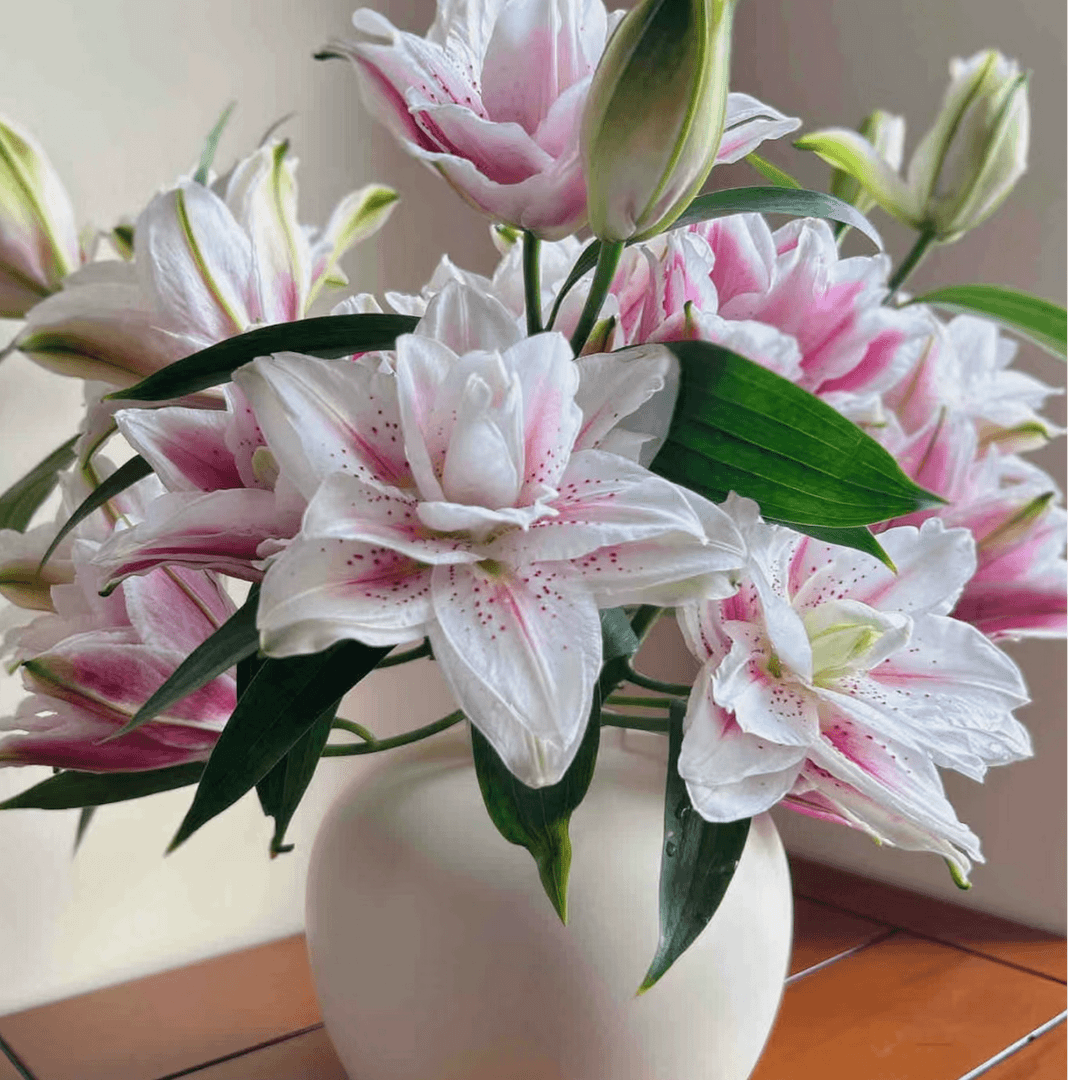 【太平盛世】三头重瓣香水百合云南鲜花基地直发礼物插花束