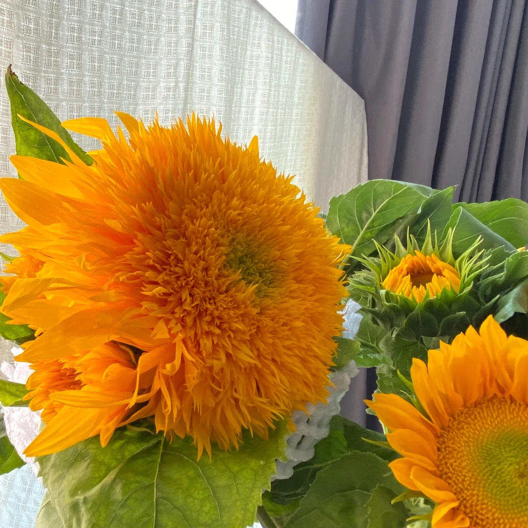 【泰迪向日葵】向日葵新鲜花束装饰云南基地直发一件包邮顺丰冷链