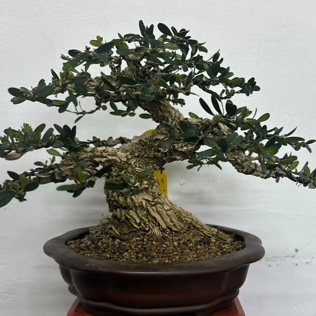 精品老桩小叶雀舌皱皮黄杨室内盆景一物一拍四季常青