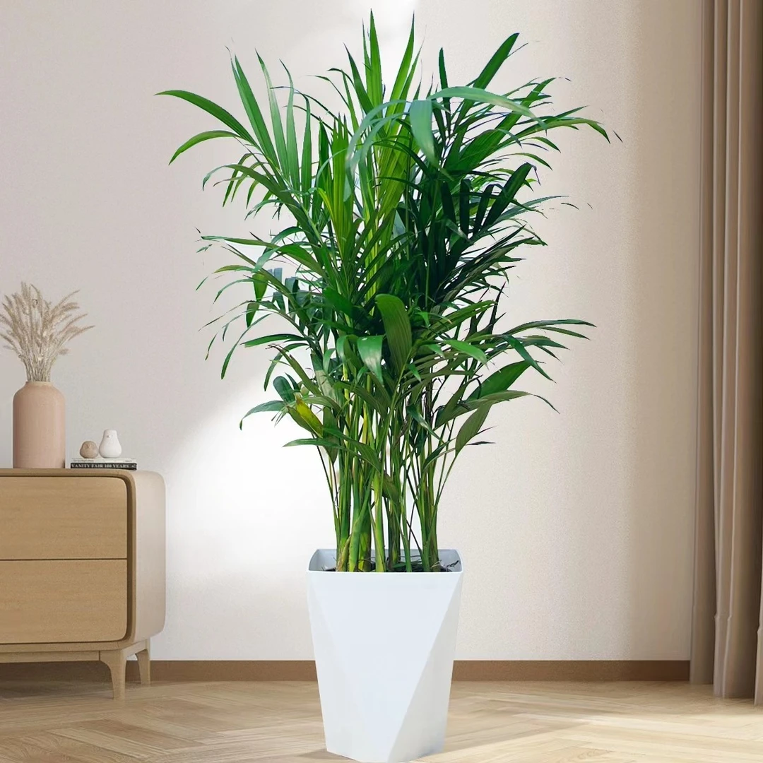 1-1.2m--富贵椰子盆栽室内客厅观叶大绿植四季空气吸甲醛金钱树