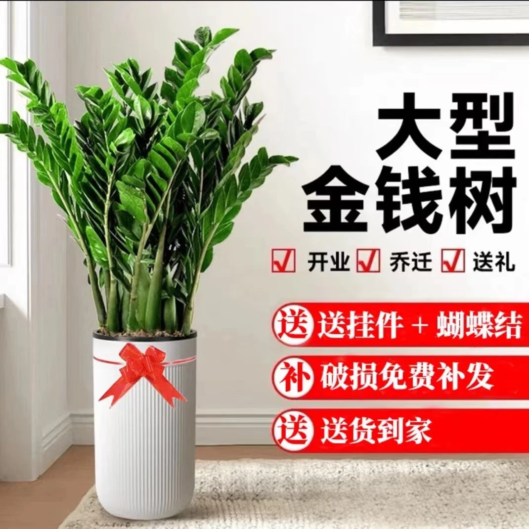 【A级含白盆1.1-1.3米】大型金钱树绿植盆栽室内客厅净化空气发财树