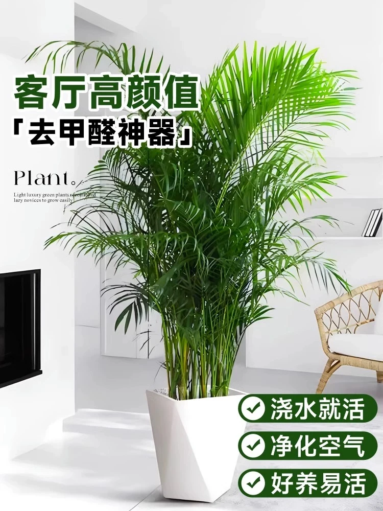 【富贵椰子】高约1.5米左右室内客厅大绿植四季常绿净化空气吸甲醛