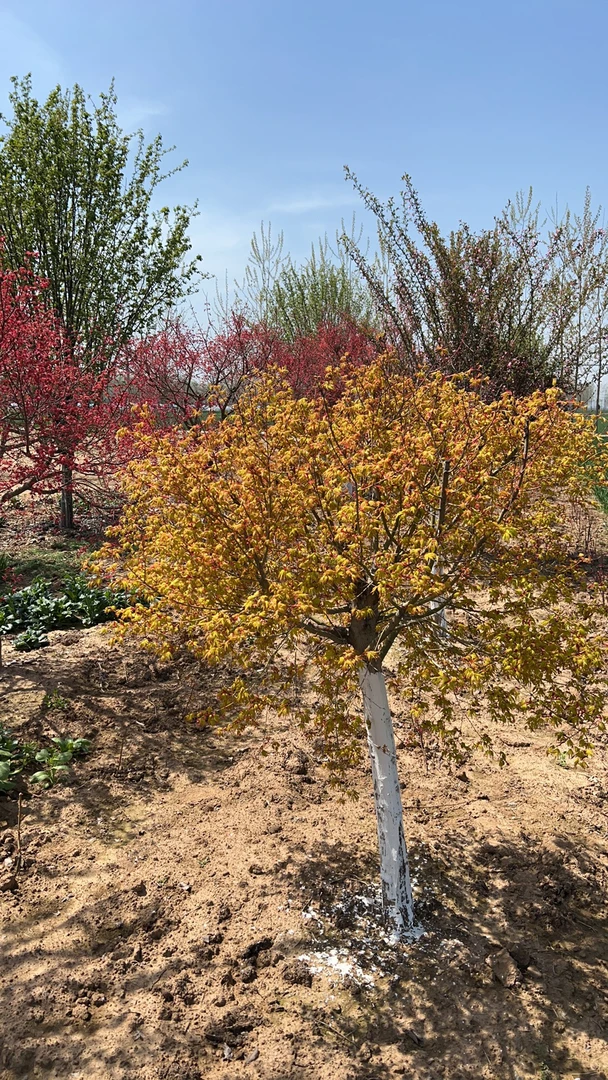 黄金枫，一物一拍