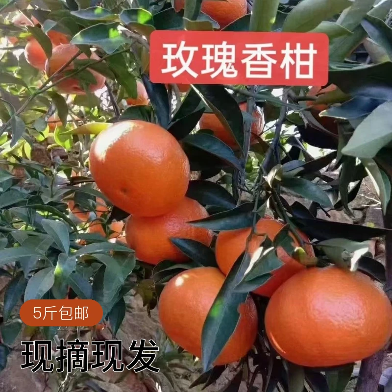 5A景区东江湖玫瑰香柑清江桔子柑橘现摘现发肉脆Q弹耐存放5斤包邮