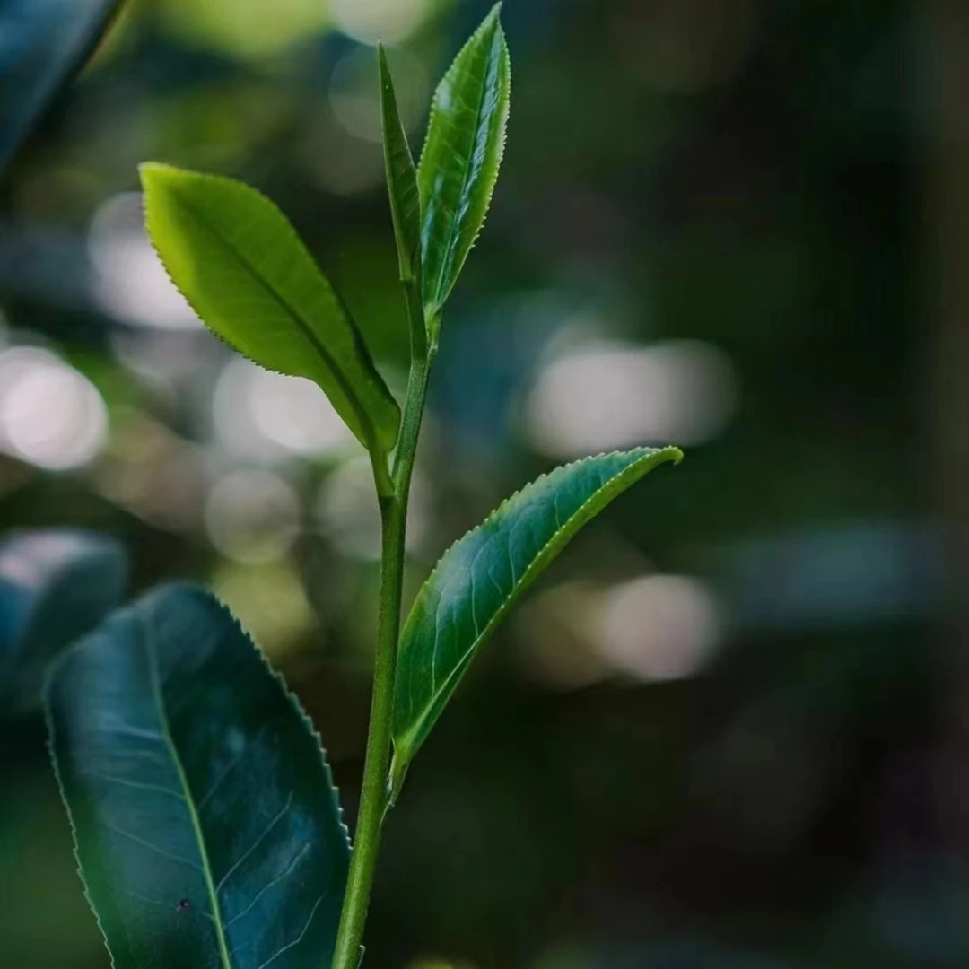 散茶链接 普洱生茶（以直播间介绍为主）