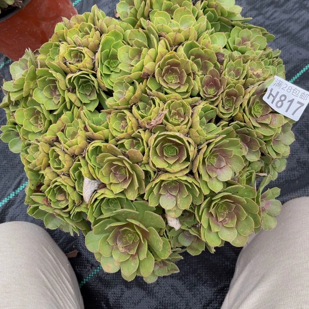 817多肉植物一物一拍