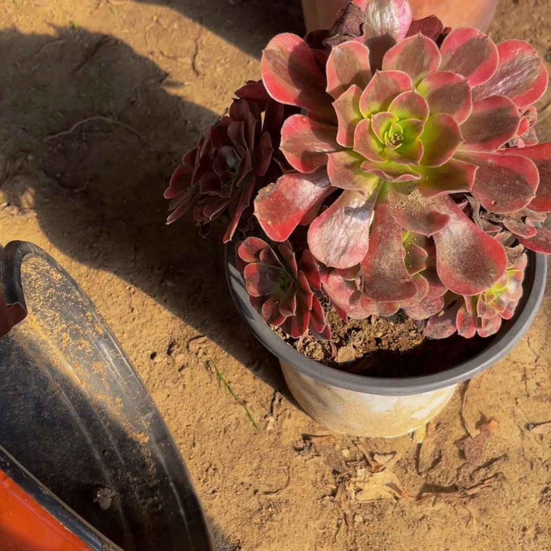 673多肉植物一物一拍