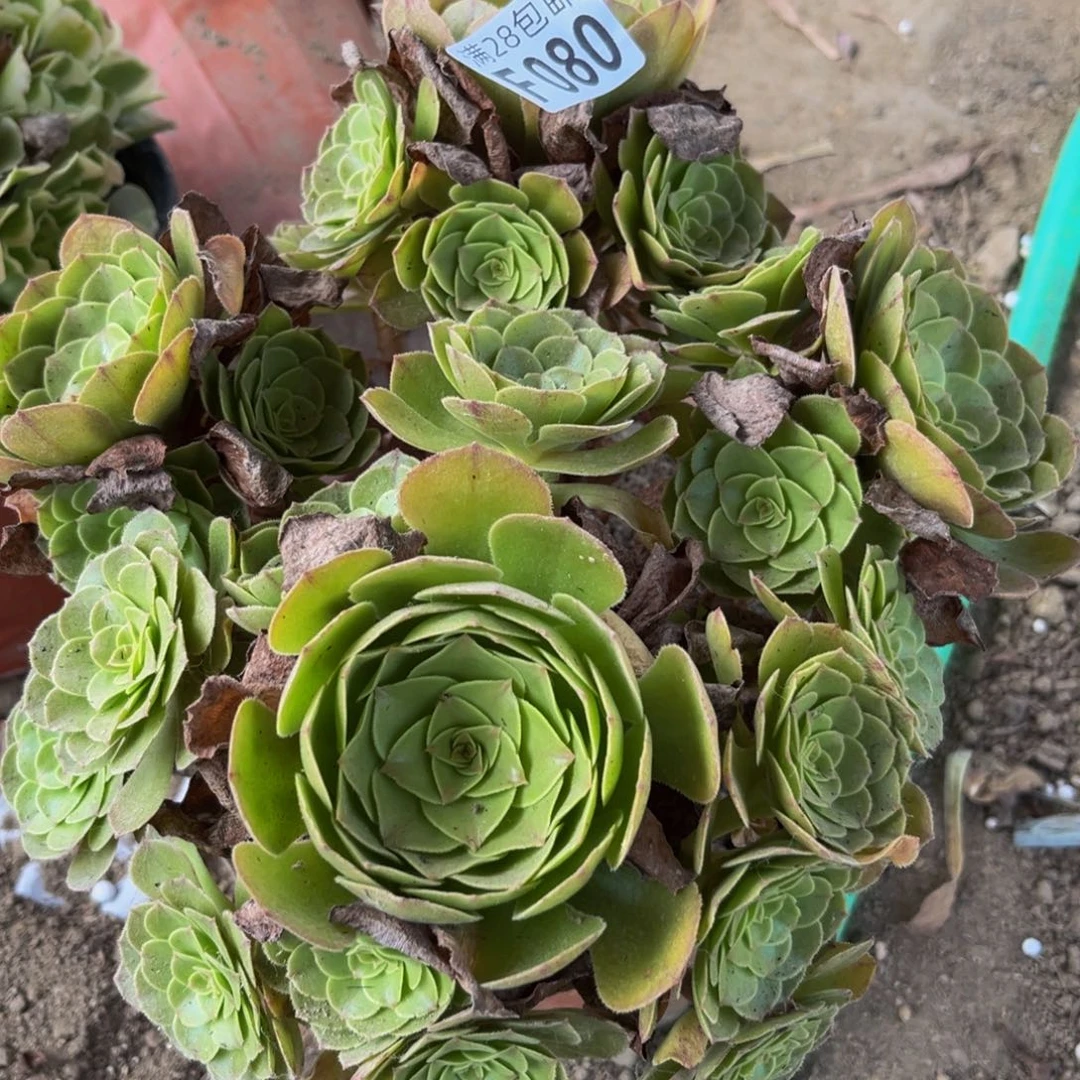 80多肉植物一物一拍