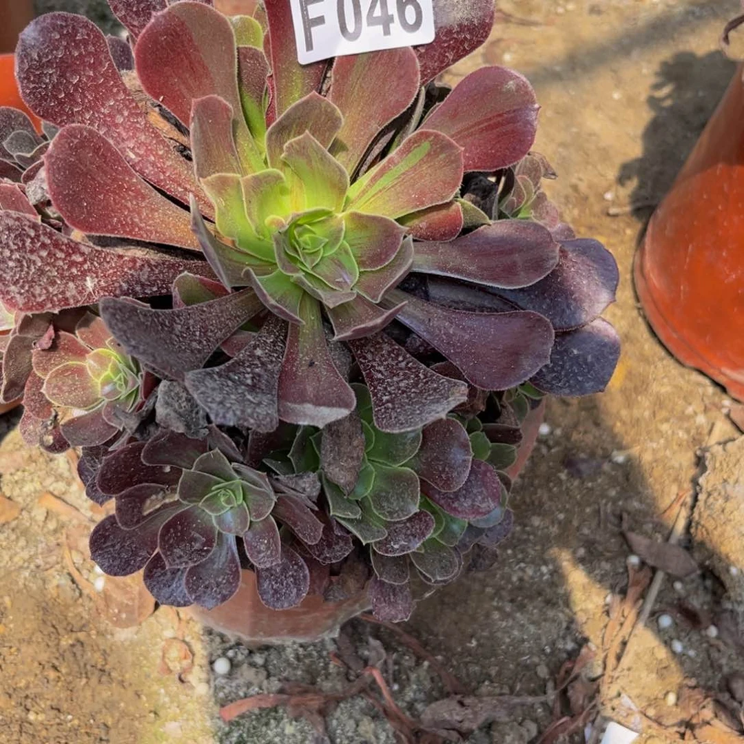 46多肉植物一物一拍