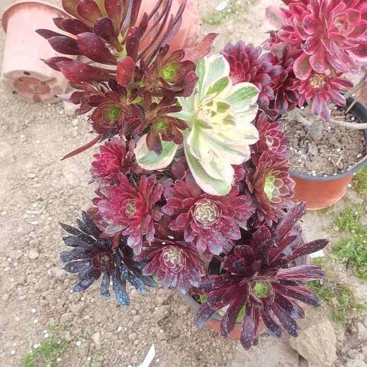 多肉法师一物一拍