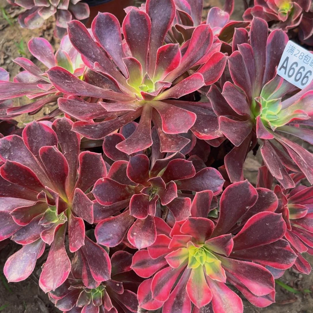 666多肉植物一物一拍