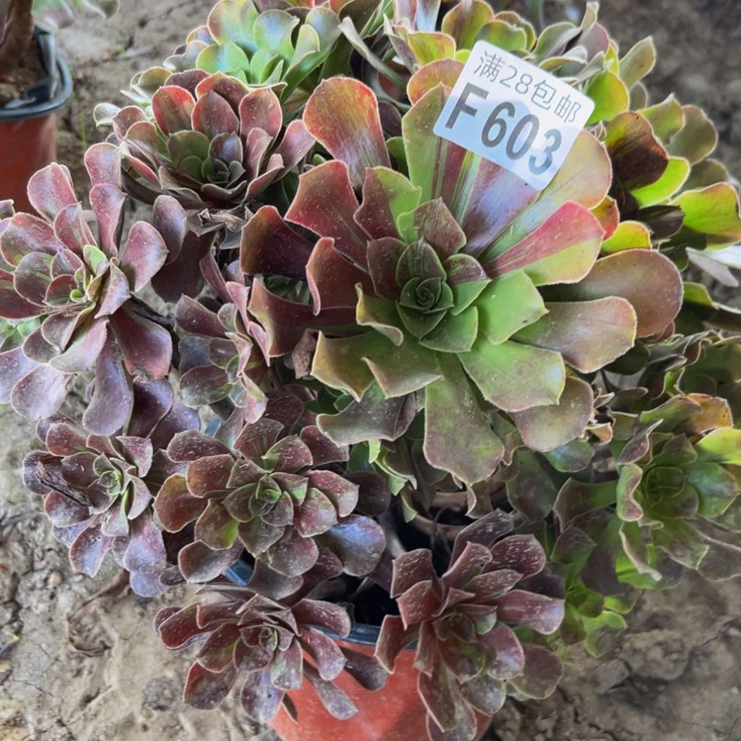 603多肉植物一物一拍