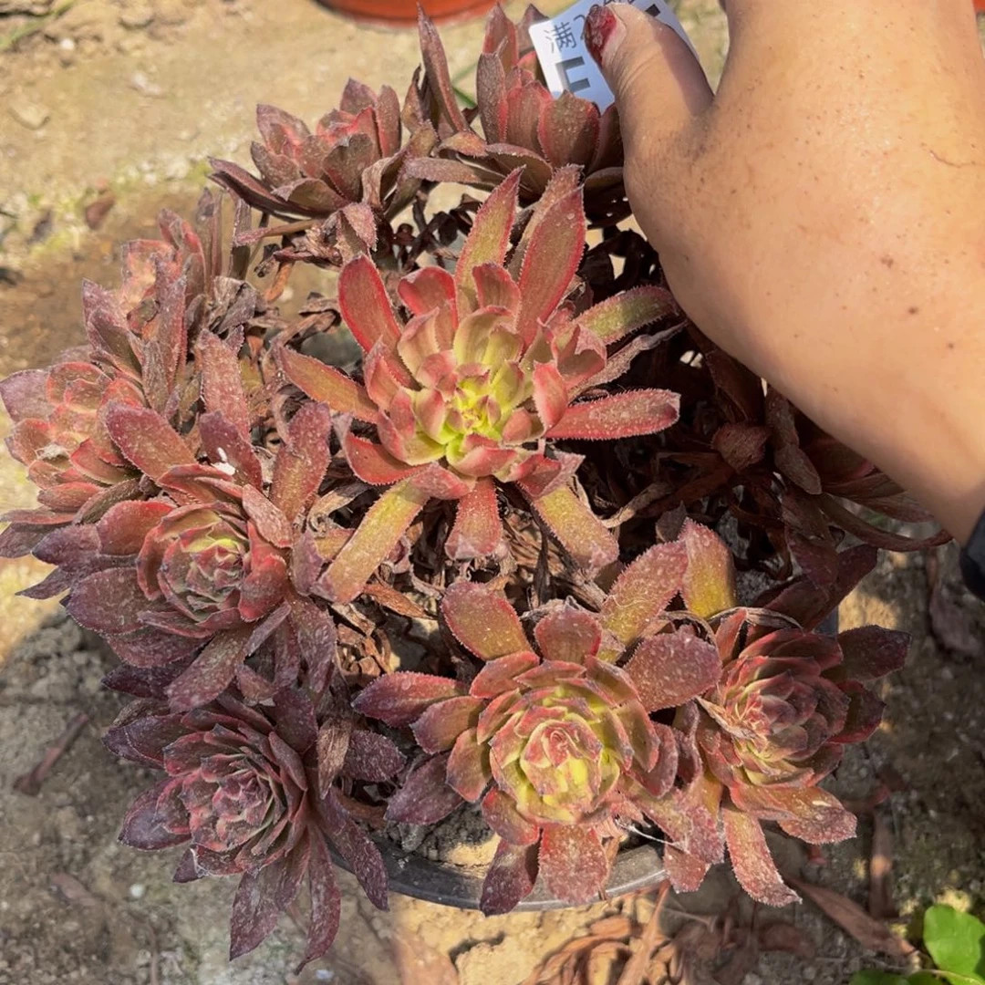 65多肉植物一物一拍
