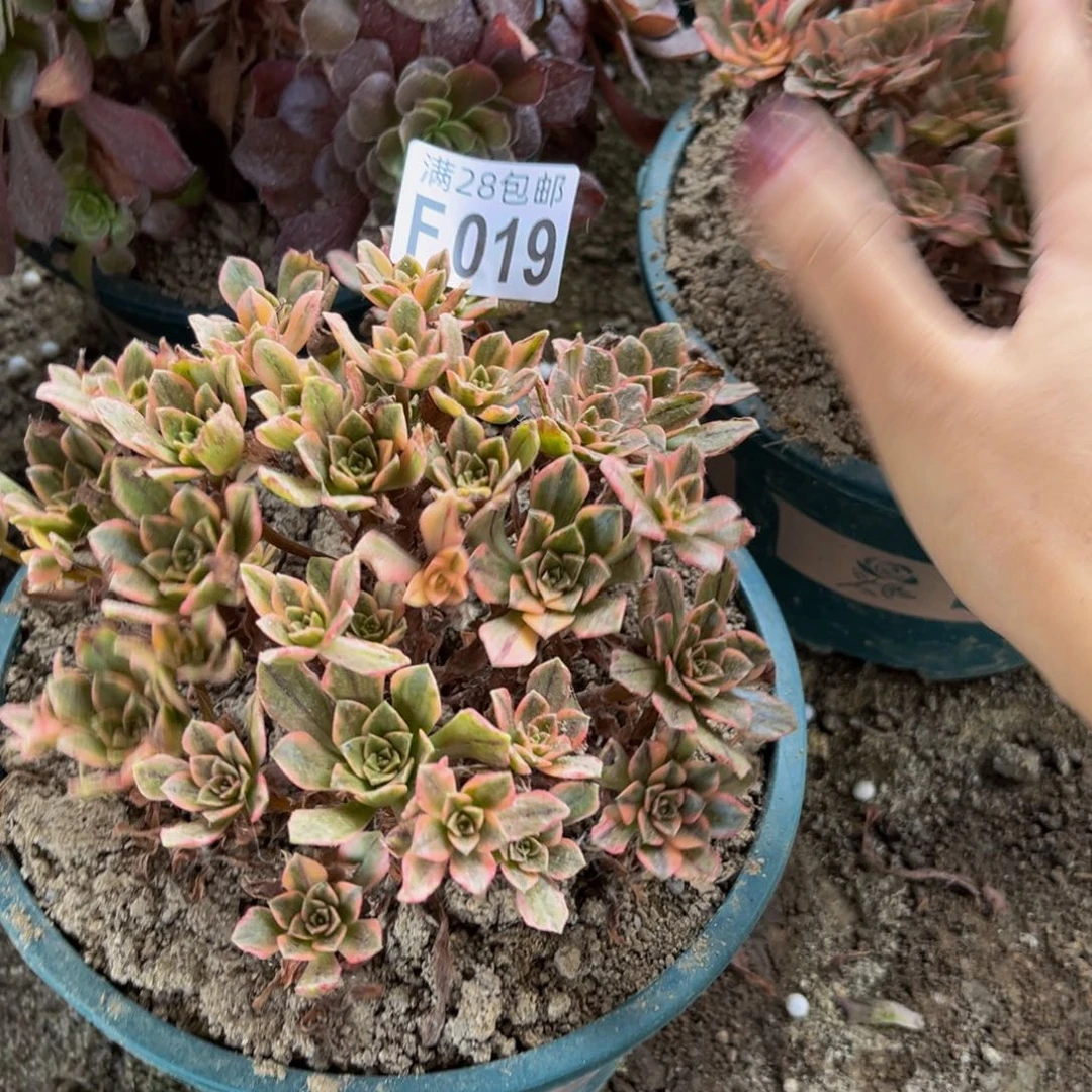 甜茶多肉植物捧花的