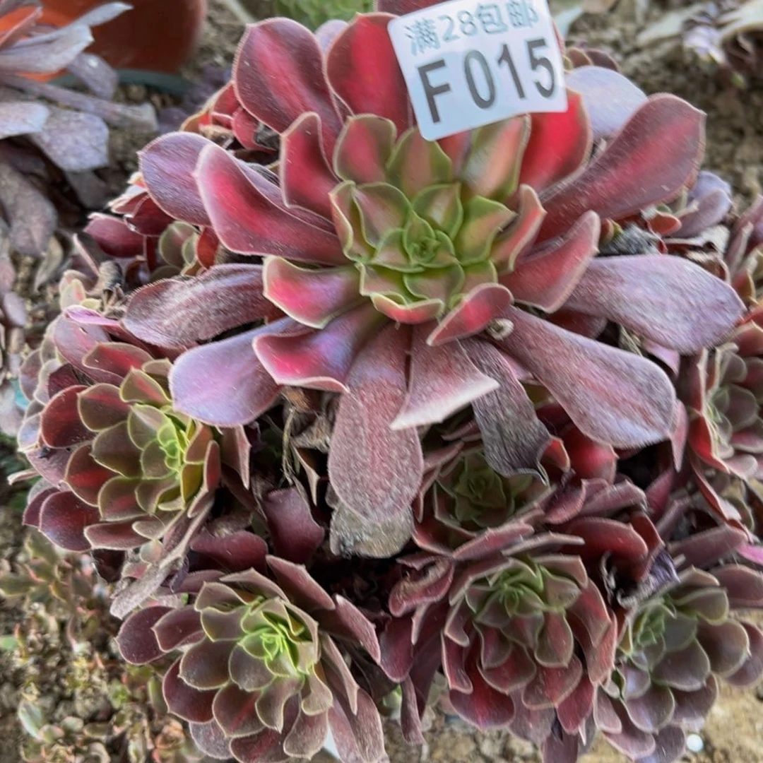 15多肉植物一物一拍