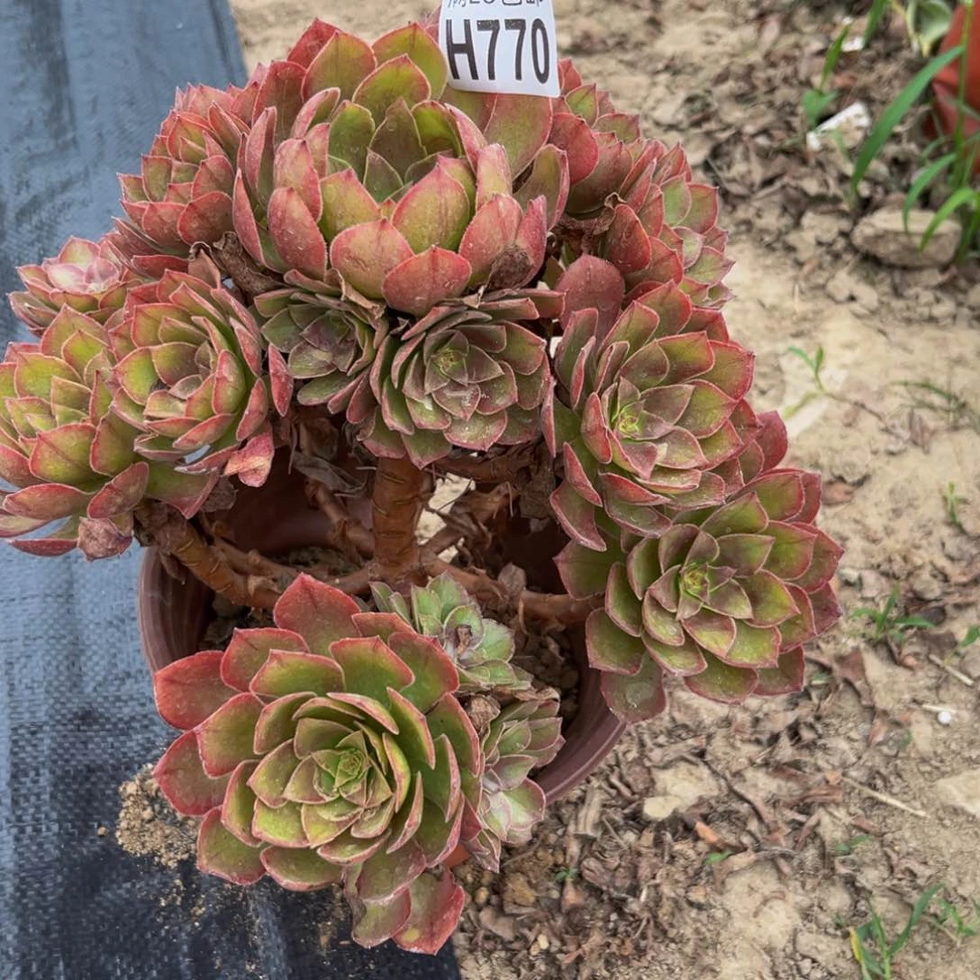 770多肉植物一物一拍