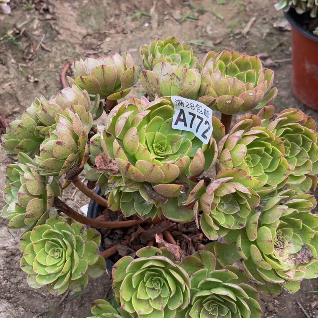 772多肉植物一物一拍