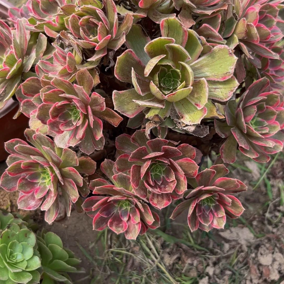 712多肉植物一物一拍