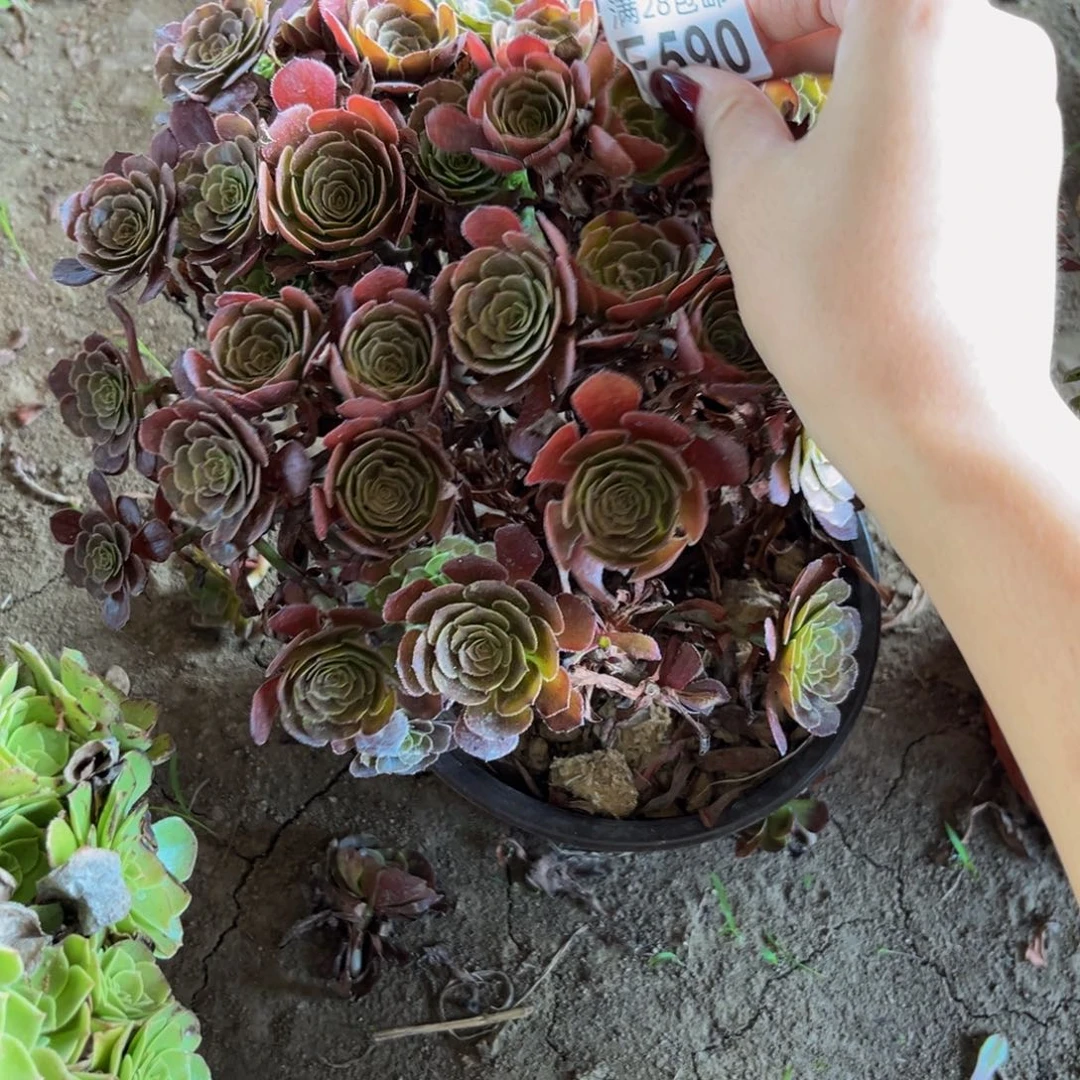 590多肉植物一物一拍