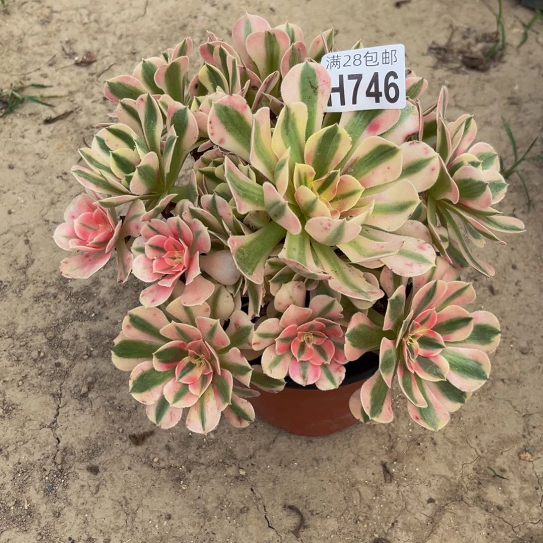 746多肉植物一物一拍