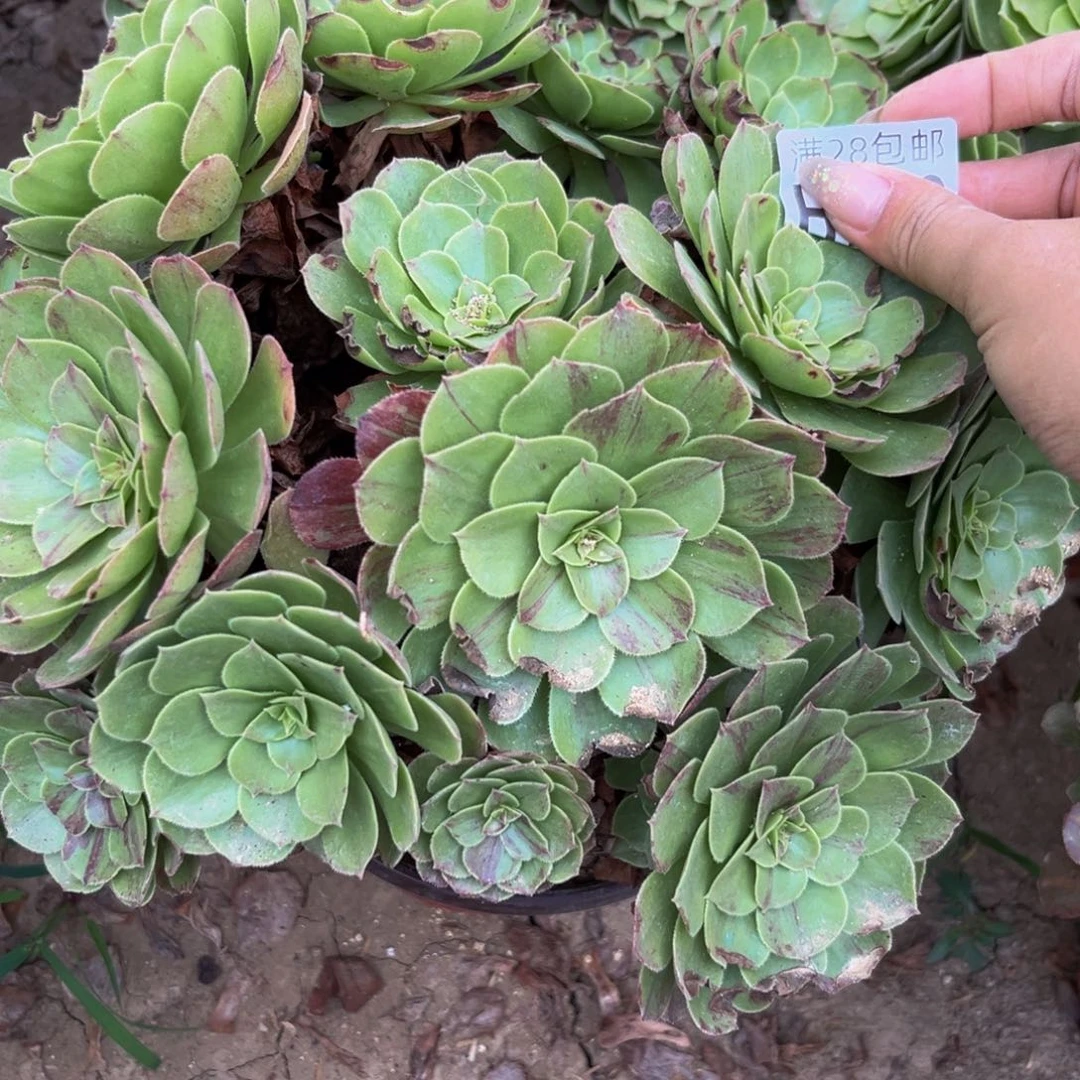 773多肉植物一物一拍