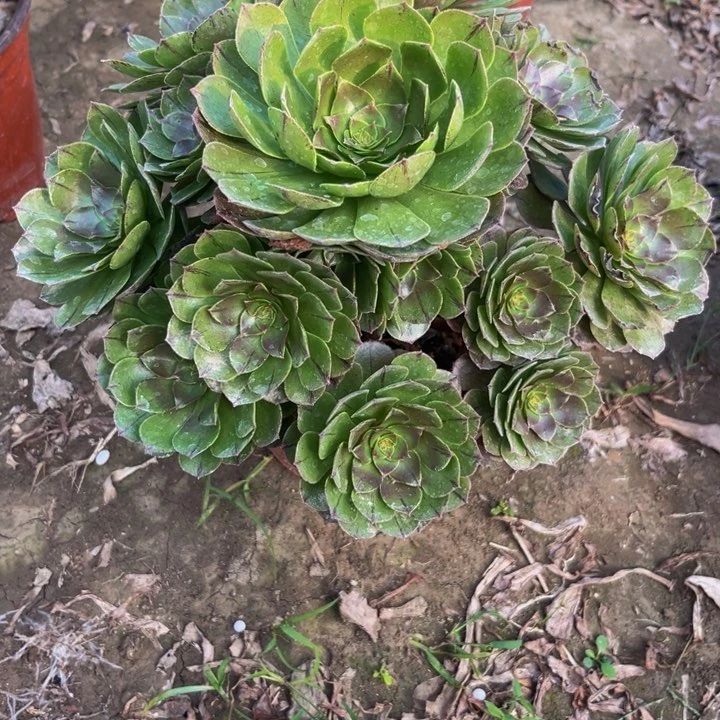222多肉植物一物一拍