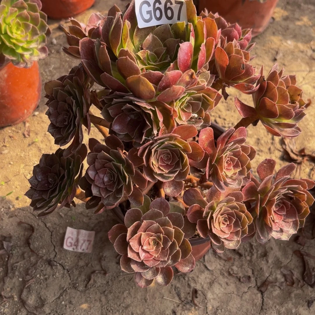 667多肉植物一物一拍