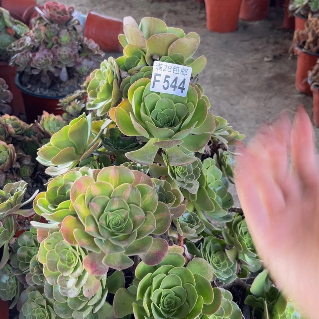 544多肉植物一物一拍