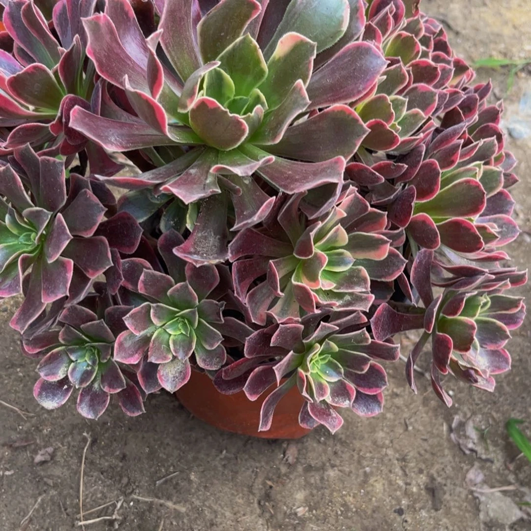 724多肉植物一物一拍