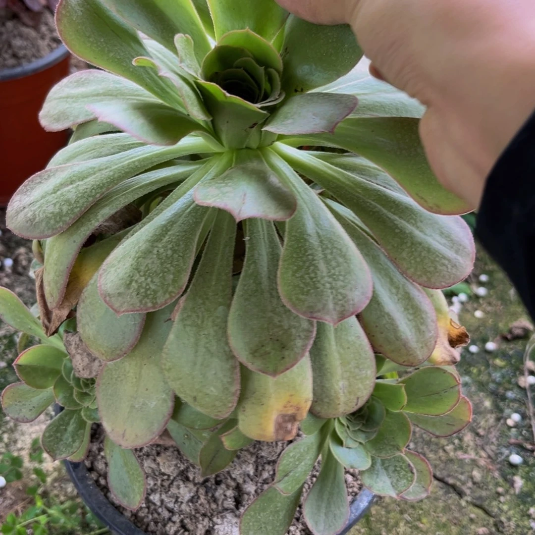 28多肉植物一物一拍