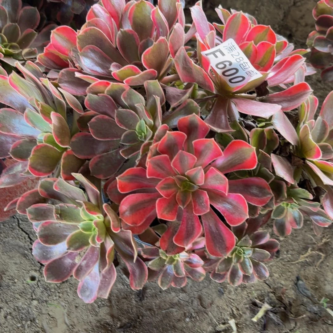 600多肉植物一物一拍