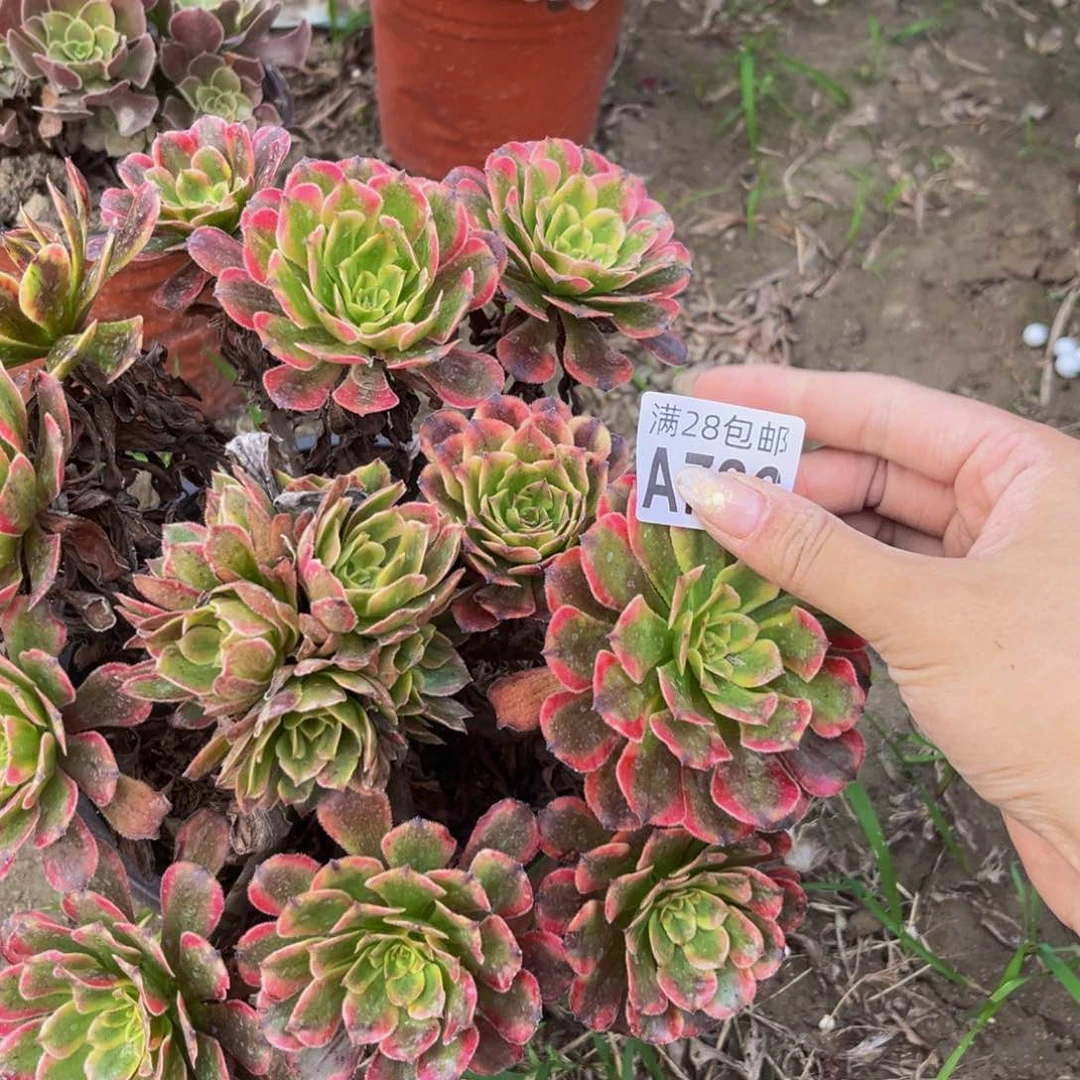 786多肉植物一物一拍