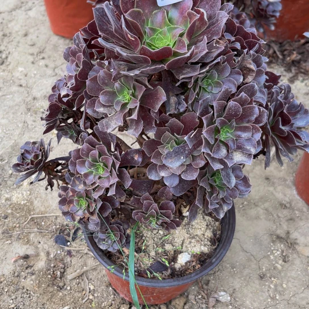 801多肉植物一物一拍