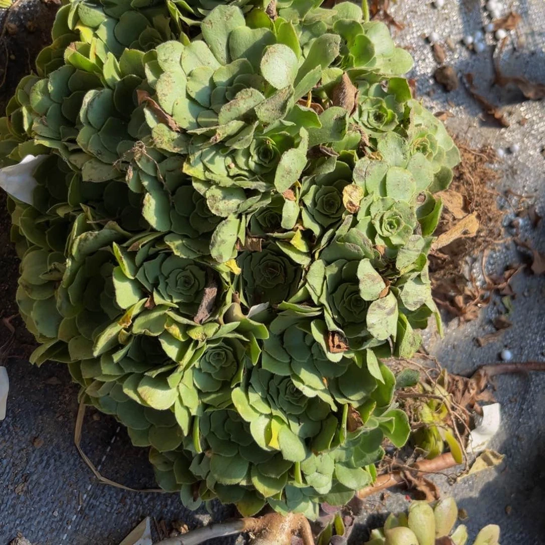 918多肉植物一物一拍