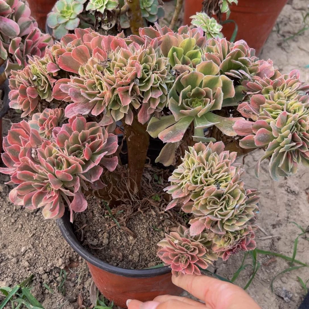 694多肉植物一物一拍