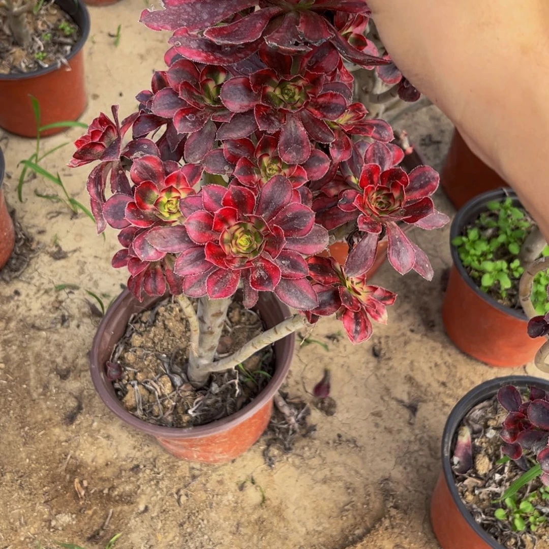 720多肉植物一物一拍