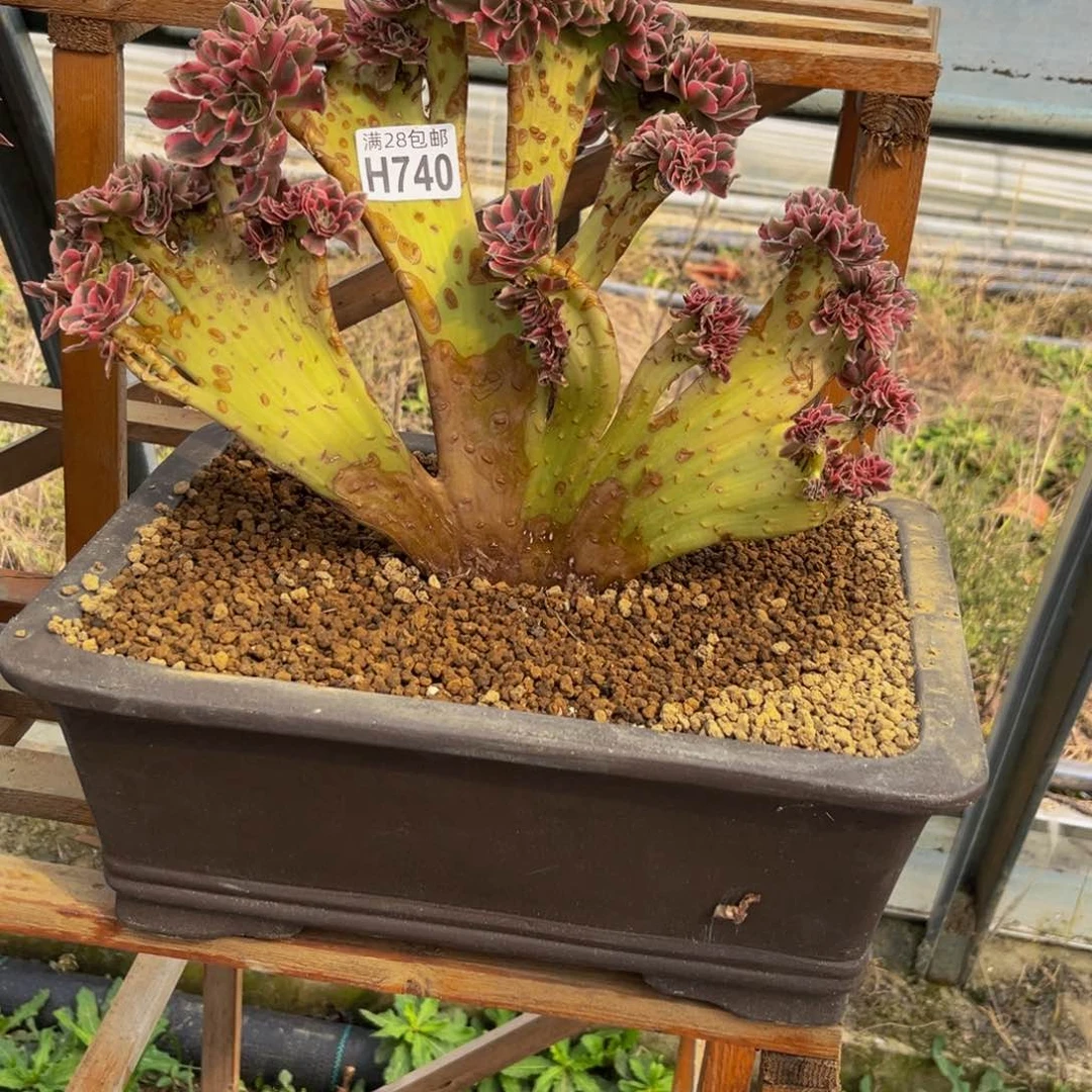 740多肉植物一物一拍