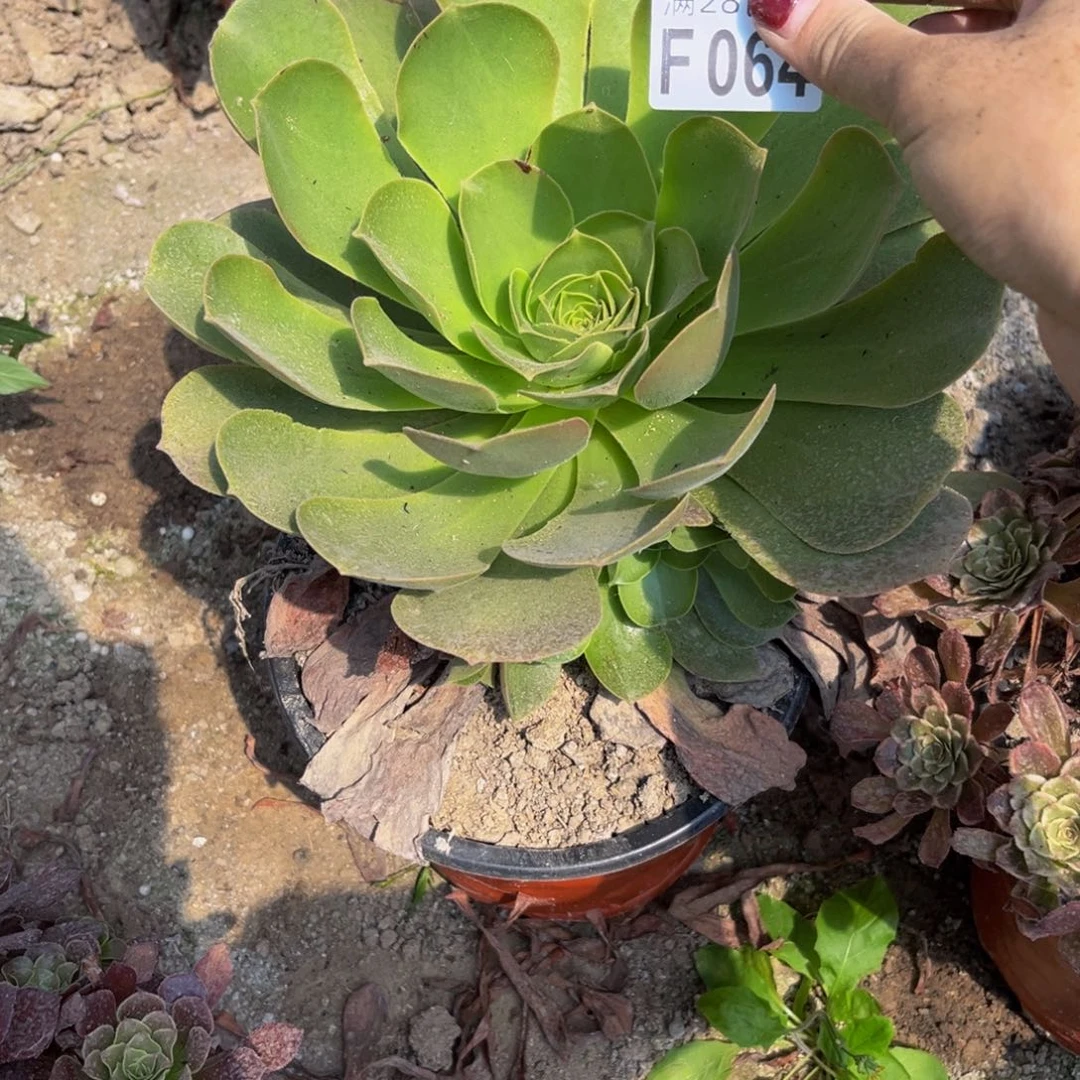 64多肉植物一物一拍