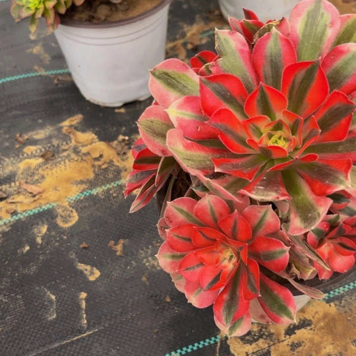 954多肉植物一物一拍