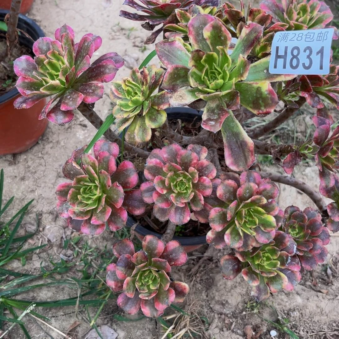 831多肉植物一物一拍
