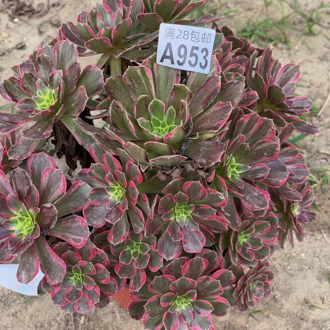 953多肉植物一物一拍