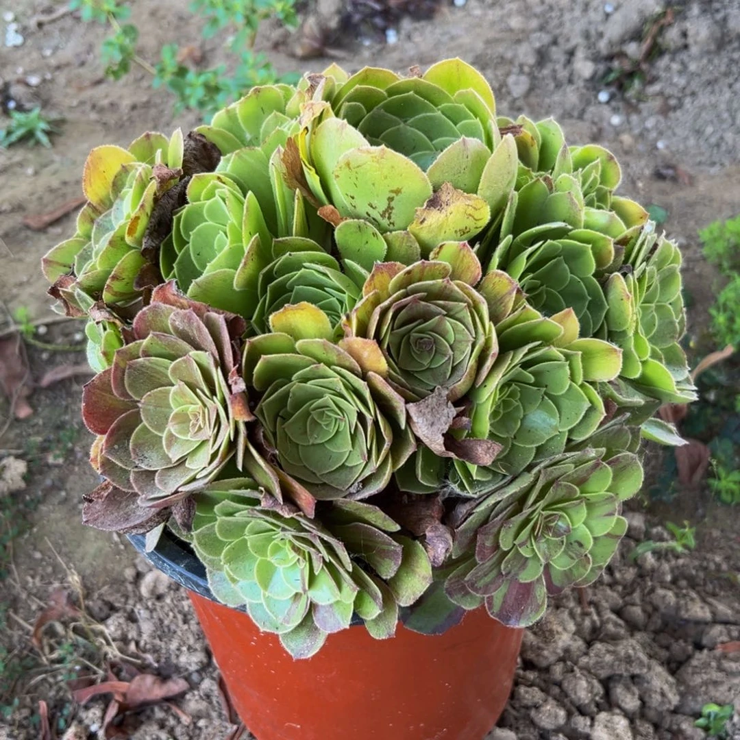 10多肉植物一物一拍