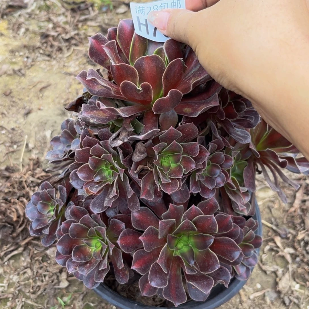 781多肉植物一物一拍