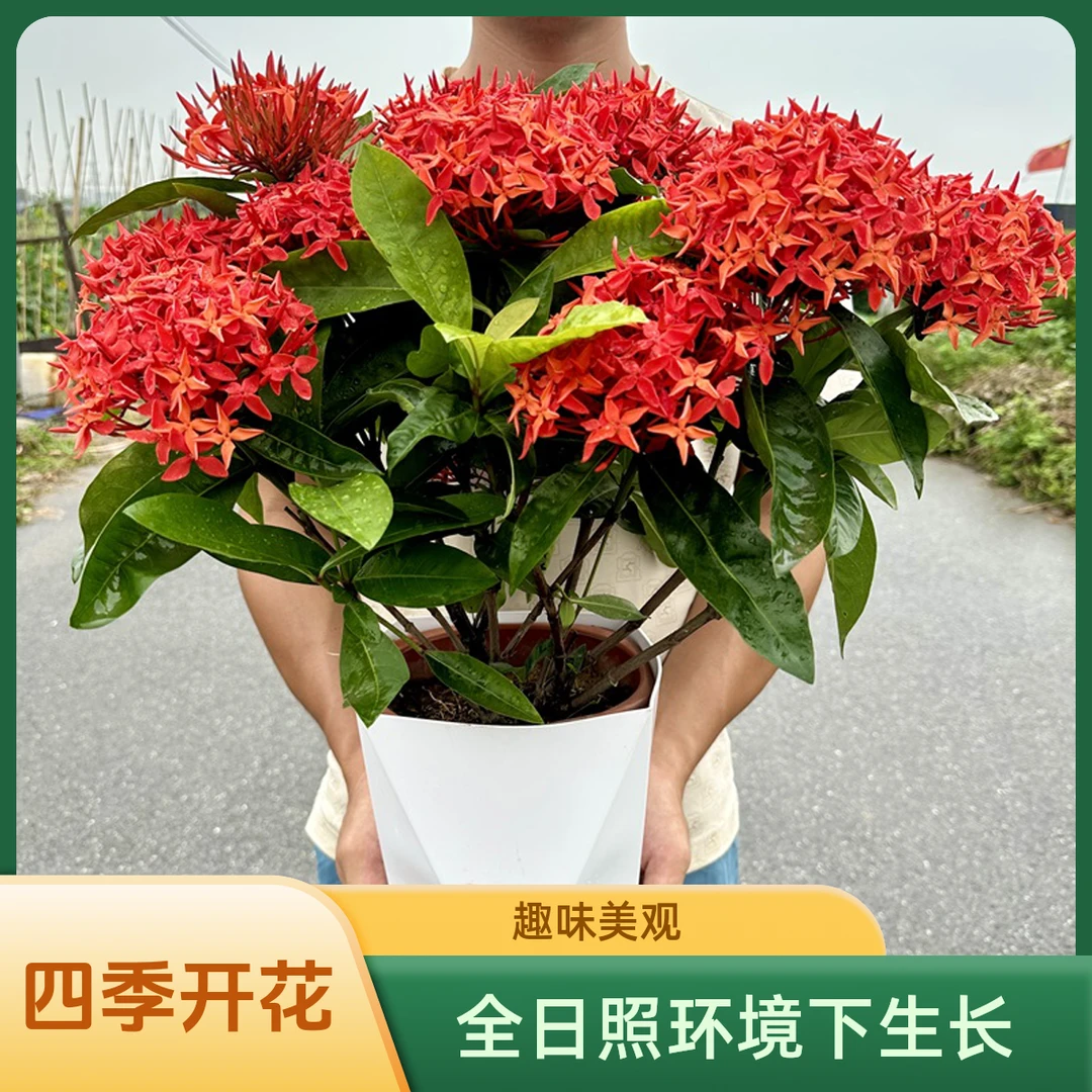 【带花苞】龙船花彩叶草盆栽绣球花庭院室内花卉耐寒四季开花绿植